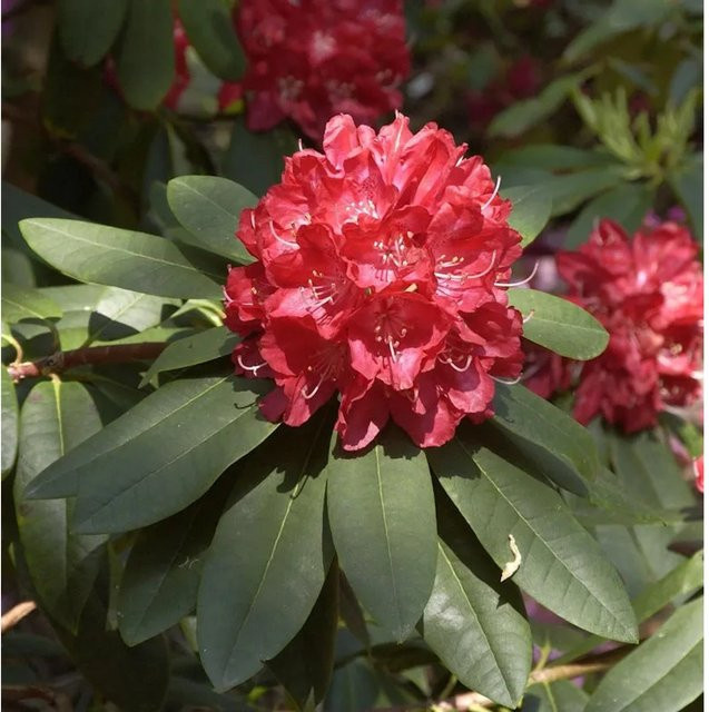 Großblumiger Rhododendron Elizabeth in Pink, Höhe: 50-60 cm - Bild 1