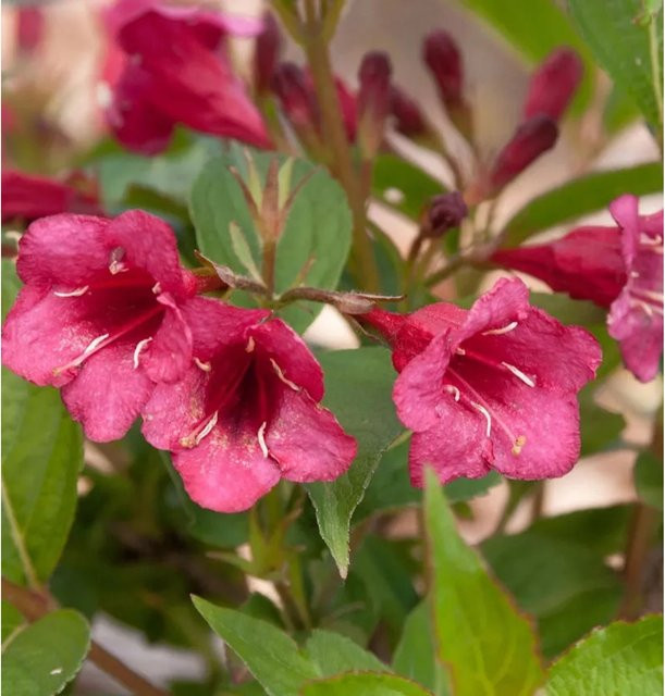 Weigelie Bristol Ruby von Nr-01.de als roter Ziergehölz-Strauch, Höhe: 100-125 cm - Bild 1