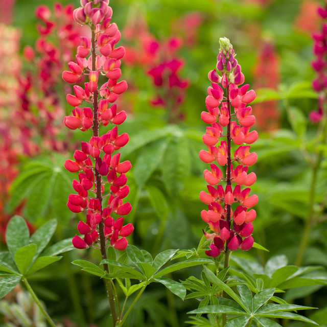 BIO Lupine Gallery Rot Lupinus polyphyllus von BLUME2000, 3 Stück - Bild 1