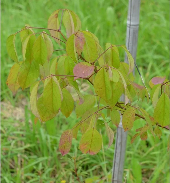 10er Set Echte Rebhuhnbeere Mitchella repens als grüner Bodendecker für den Garten - Bild 1
