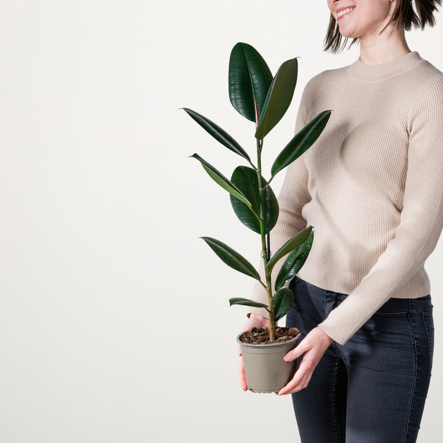 Gummibaum Abidjan Ficus von BLUME2000, Zimmerpflanze in Schwarzgrün, Höhe: 160 cm - Bild 1