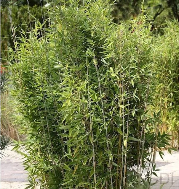 Fargesia nitida Gartenbambus Obelisk grün für den Garten - Bild 1