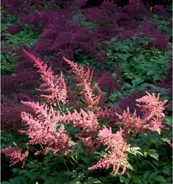 Astilbe arendsii Prachtspiere Feuer pink Bodendecker und Schnittblume von Nr-01.de - Bild 1