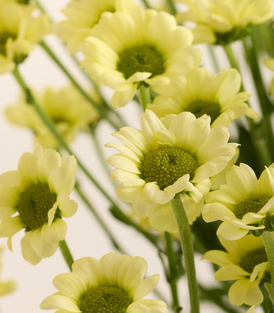 Blume2000 Chrysanthemen Madiba Gelb Single Stem - Bild 1