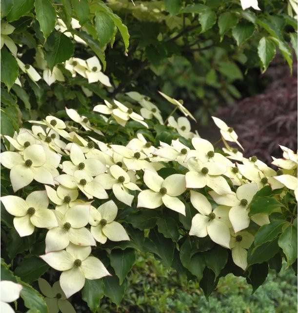 Japanischer Blumen Hartriegel Cornus kousa Bultincks Beauty weiß, Höhe: 60-80 cm - Bild 1