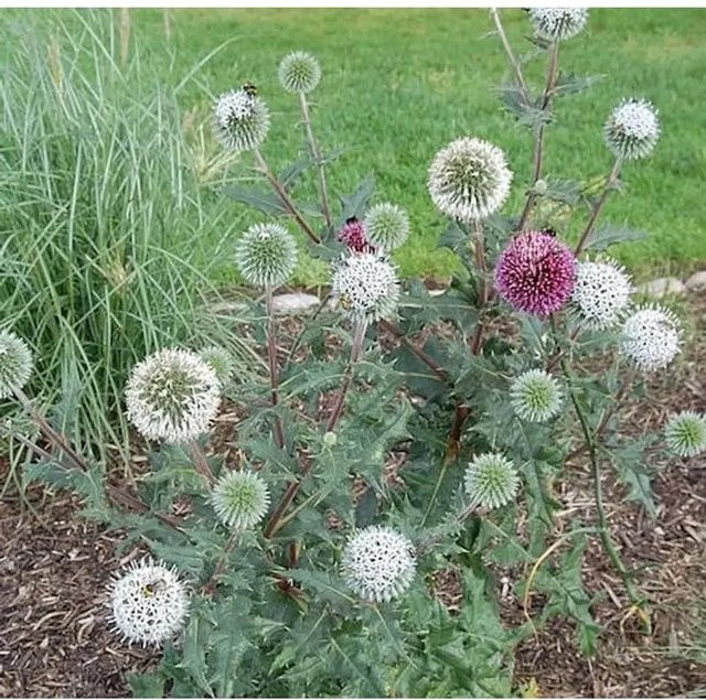 Kugeldistel Arctic Glow Echinops sphaerocephalus Blaue Gartenstaude - Bild 1