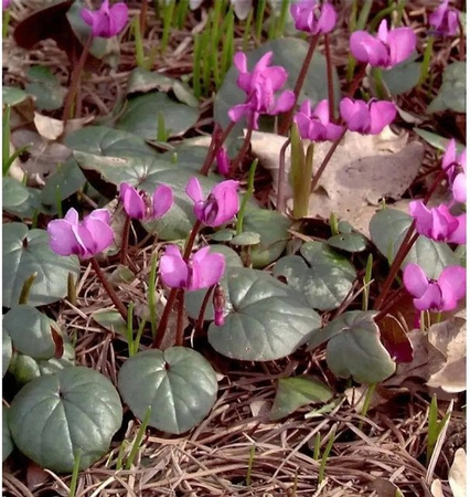 Frühlings Alpenveilchen Ruby Star Cyclamen coum pinke Staude für Steingärten und Unterpflanzungen