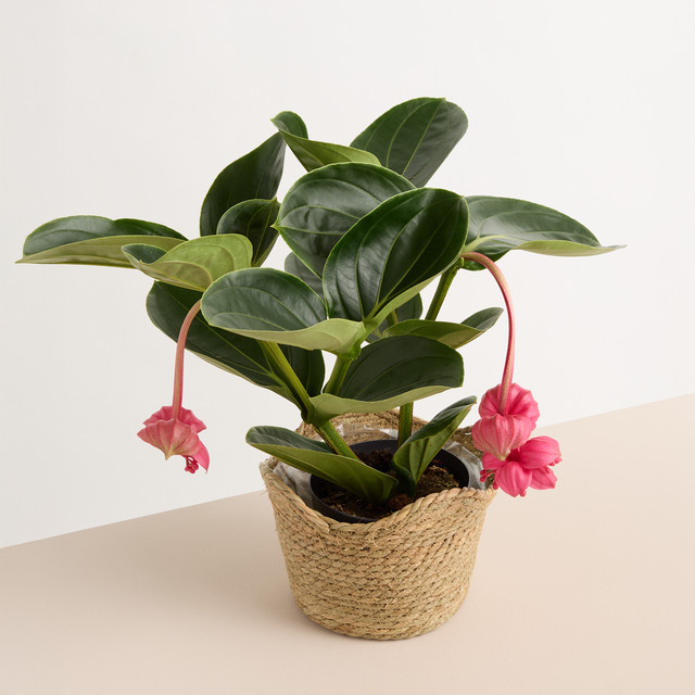Seegras Korb Welle von BLUME2000 in Beige, Durchmesser: 14 cm - Bild 1