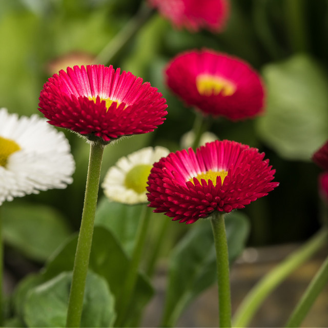 Rotes Gänseblümchen Bellis als mehrjährige Zierpflanze von Mein schöner Garten Shop - Bild 1
