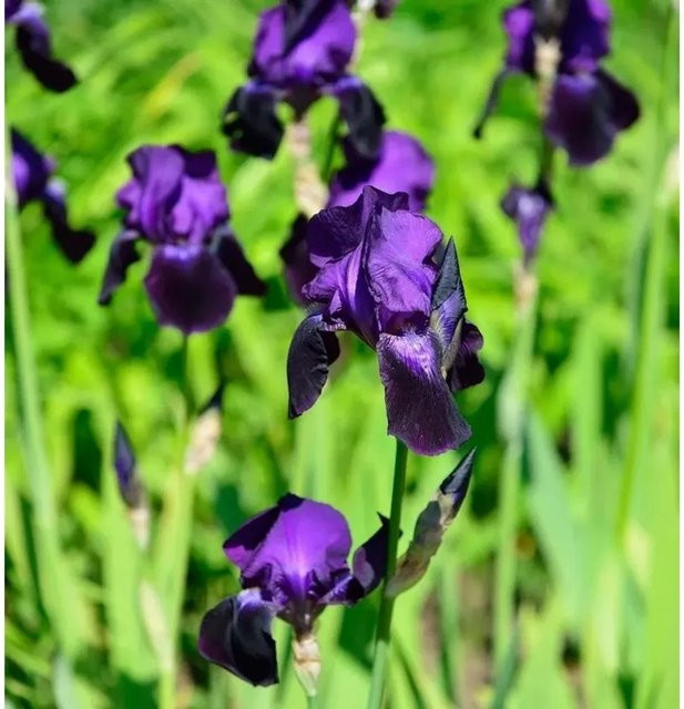 Schwertlilie Rheinländerin Iris barbata lila Gartenstaude von Nr-01.de - Bild 1