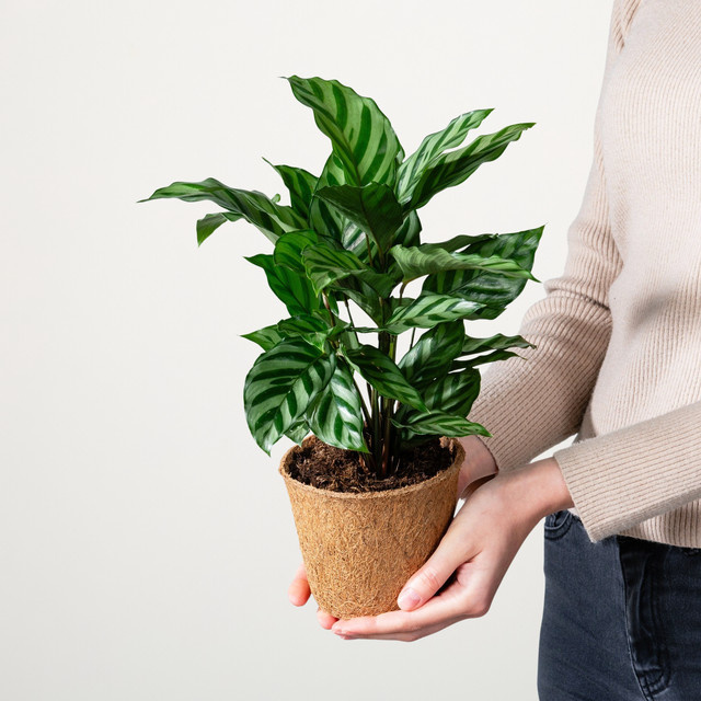 Calathea Freddie Zimmerpflanze mit Streifendesign von BLUME2000, Grün, Höhe: 40 cm, Breite: 30 cm, Tiefe: 30 cm - Bild 1
