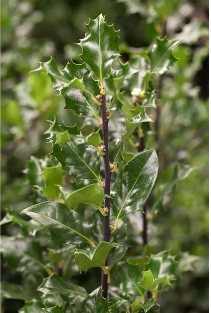 Ilex meserveae Blue Angel Heckenpflanze als Strauch in Blau und Grün, Höhe: 100-125 cm - Bild 1