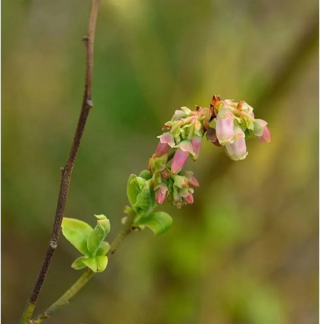 Amerikanische Heidelbeere Vaccinium corymbosum als Hochstamm von Nr-01.de, Höhe: 40-60 cm - Bild 1