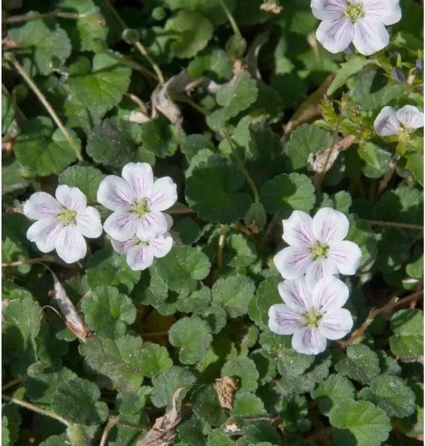 Erodium variabile Reiherschnabel Weiß als mehrjährige Staude und Bodendecker für den Garten - Bild 1