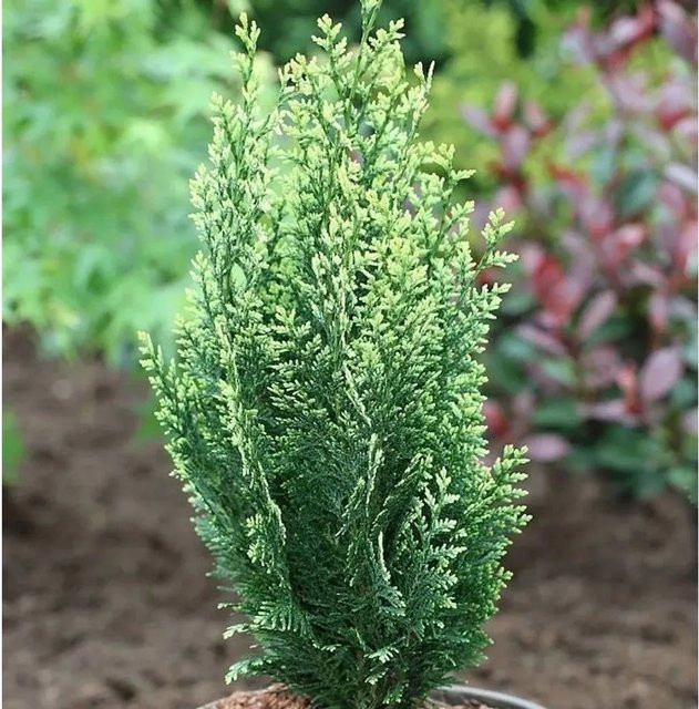 Weißbunte Scheinzypresse Chamaecyparis awsoniana in Weiß und Grün, Höhe: 30-40 cm - Bild 1