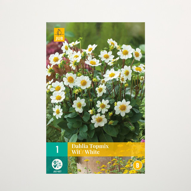 Topmix-Dahlie Knolle in Weiß von BLUME2000 für Beete und Blumenkübel - Bild 1