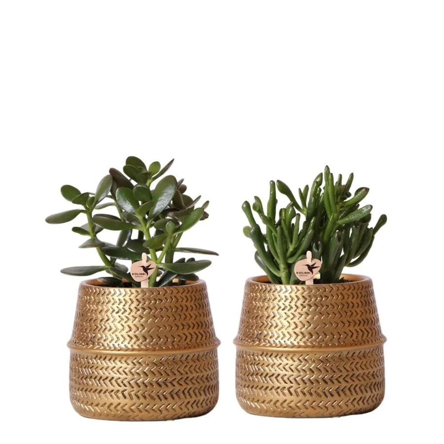 Kolibri Greens 2er-Set Crassula Sukkulenten in dekorativen Keramiktöpfen mit goldener Rille, Topfgröße: 9 cm - Bild 2