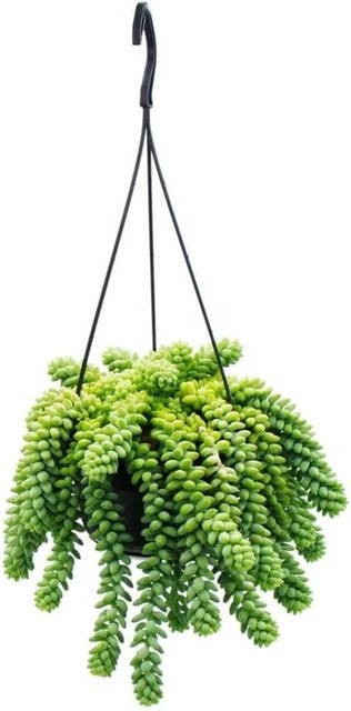 Exotenherz Sedum Morganianum Burrito Affenschaukel als hängende Sukkulente im Ampeltopf, Grün, Topfgröße: 14 cm - Bild 1