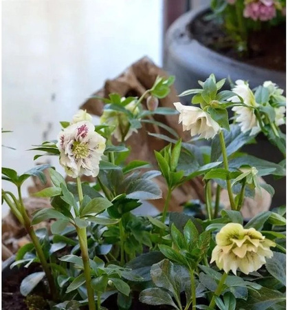 Christrose Double White Helleborus orientalis weiße Staude