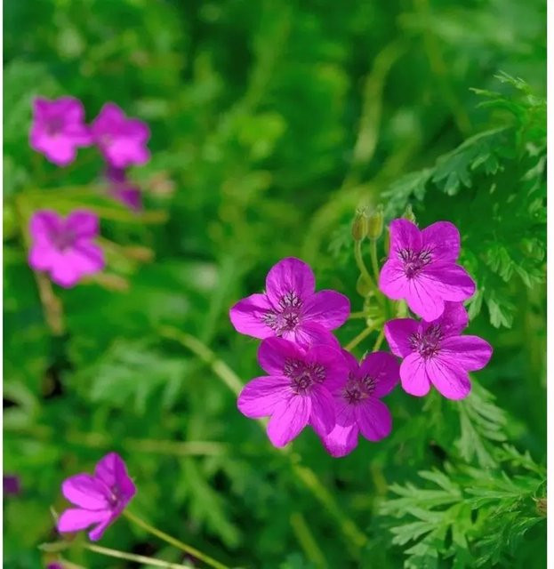 Erodium manescavii Pyrenäen Reiherschnabel als mehrjährige Staude für den Garten und Outdoor-Bereich - Bild 1
