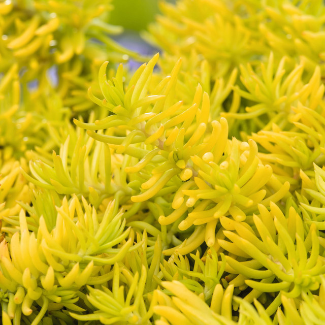 BLUME2000 Sedum reflexum Fetthenne Bodendecker, 3 Stück - Bild 1