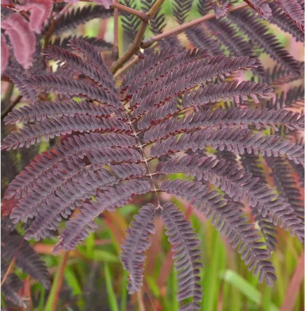 Seidenakazie Albizia julibrissin Zierbaum mit pinken Blüten von Nr-01.de, Höhe: 40-60 cm - Bild 1