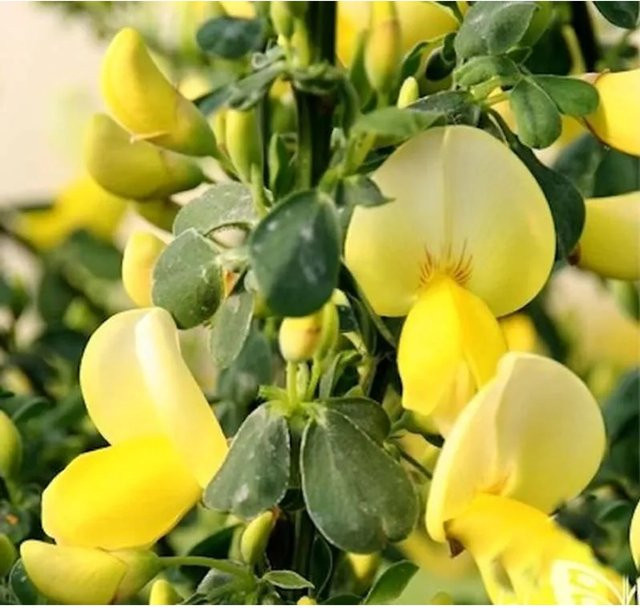 Schmuckginster Golden Cascade Cytisus scoparius gelber Zierstrauch für deinen Garten - Bild 1