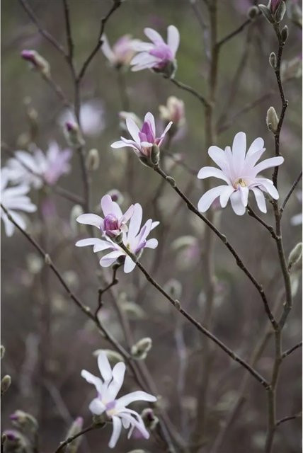 Magnolia Soulangiana Tulpen-Magnolie als Zierstrauch in Rosa-Weiß, Höhe: 100–150 cm - Bild 1