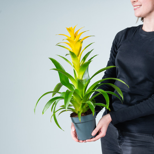 Guzmania Suerte Yellow Zimmerpflanze von BLUME2000 in Gelb - Bild 1
