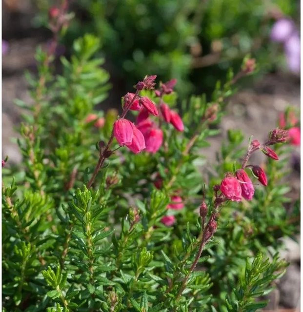 10x Irische Heide Daboecia cantabrica in Purpur als Bodendecker für den Freilandbereich - Bild 1