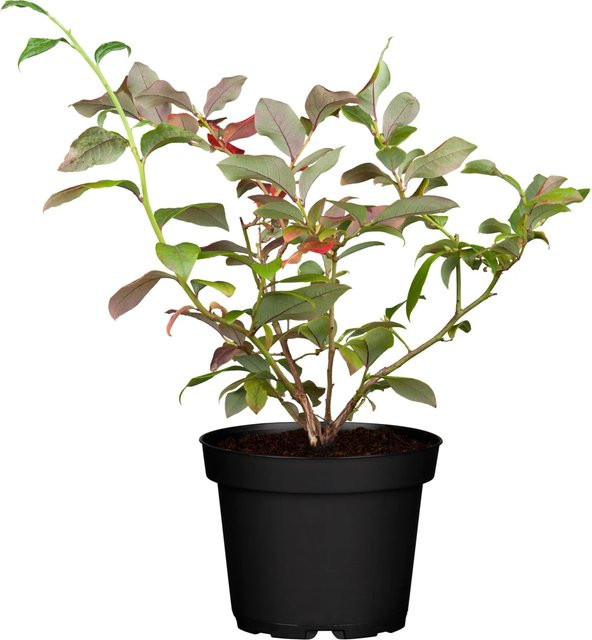 Heidelbeere Duke Vaccinium corymbosum, Höhe: 20 - 30 cm, Topf: ca. 2 Liter - Bild 1