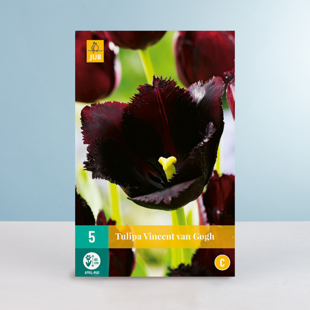 BLUME2000 Gefranste Tulpe Vincent van Gogh mit 5 Blumenzwiebeln - Bild 1
