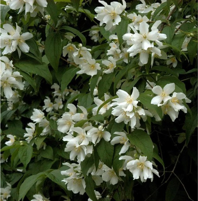 Großblumiger Feldjasmin Philadelphus grandiflorus weiß von Nr-01.de, Höhe: 100-125 cm - Bild 1