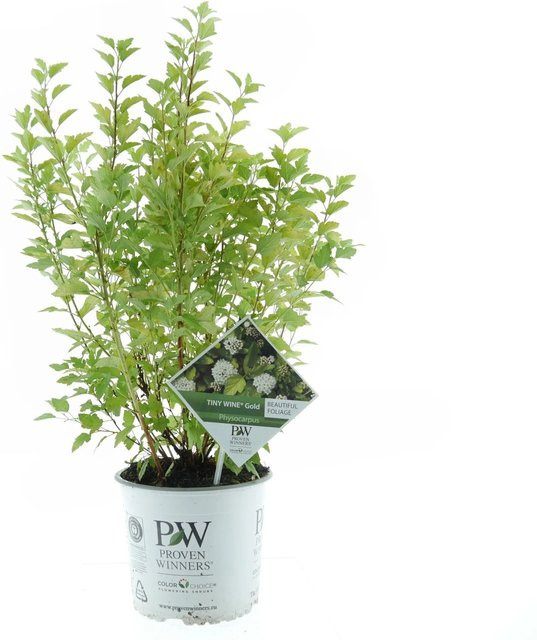 Proven Winners Blasenspier Tiny Wine Gold Physocarpus opulifolius Zierstrauch im Topf, Höhe: 30 - 40 cm - Bild 1