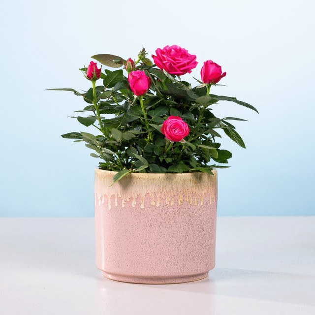 BLUME2000 Pink Marshmallow Pflanze im Topf, Farbe: Rosa - Bild 1
