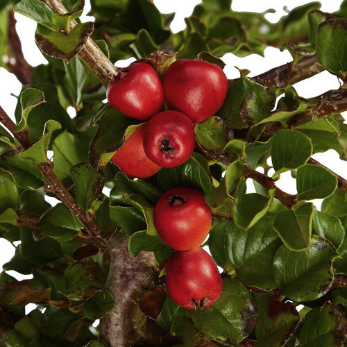 Gartenkrone Zwergmispel Cotoneaster praecox Boer, weiß, winterharte Zierstrauch-Pflanze - Bild 3