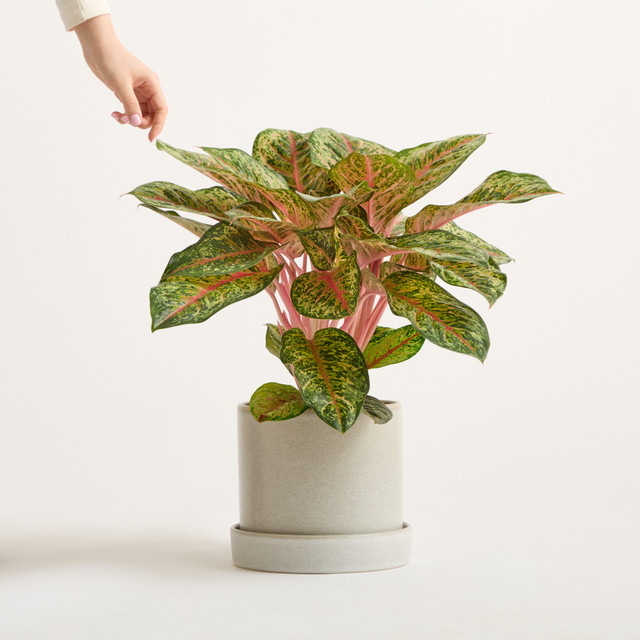 Aglaonema Carnival Queen Zimmerpflanze von BLUME2000 in Grün und Pink gemustert - Bild 1