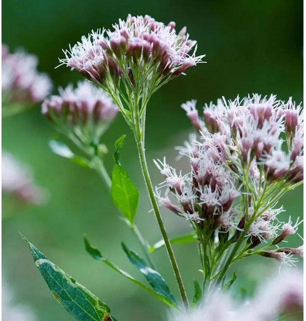 Wasserdost Eupatorium fistulosum in Weiß als mehrjährige Solitärpflanze von Nr-01.de - Bild 1