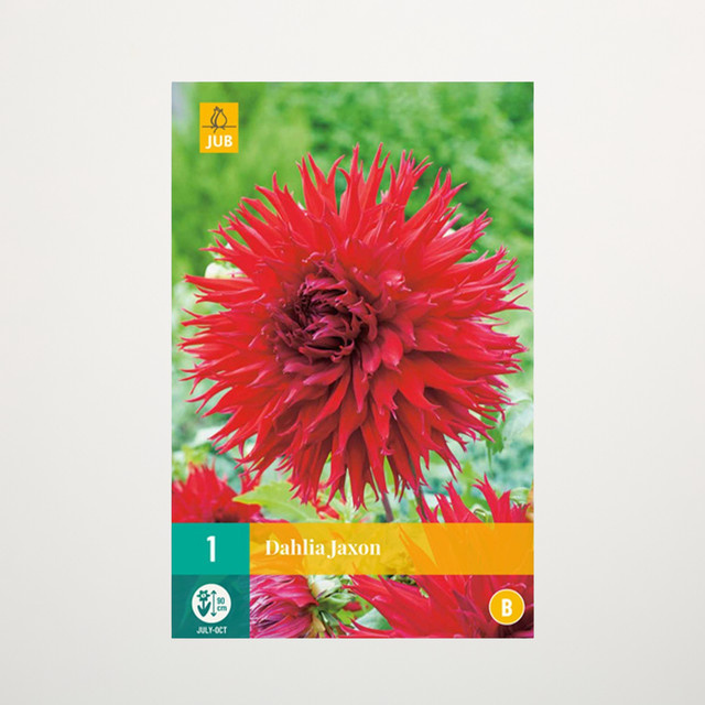 Splitt-Dahlie Jaxon Knolle von BLUME2000 - Bild 1