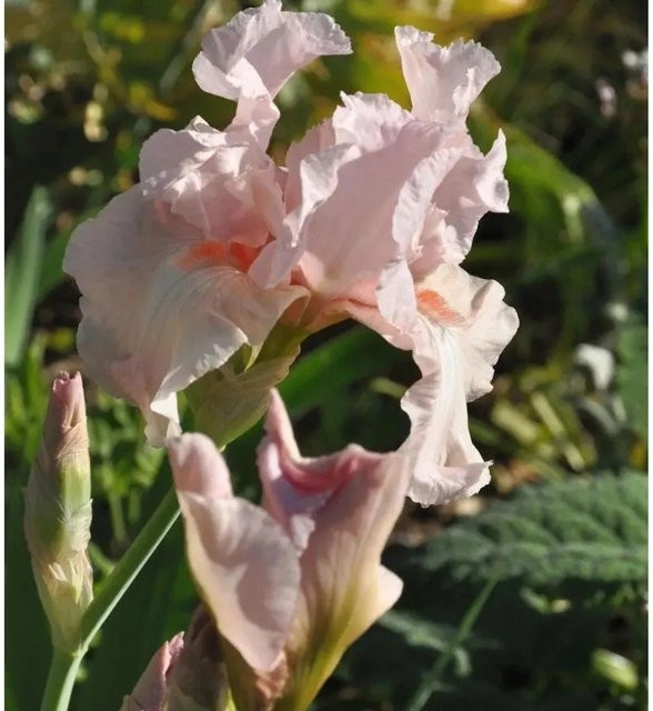 Schwertlilie Vanity Iris barbata als mehrjährige Beetpflanze im Topf - Bild 1