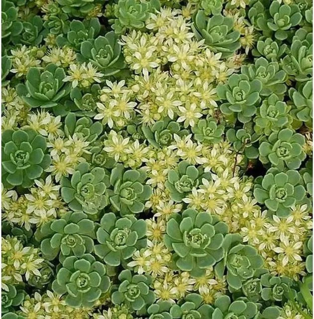 Rosetten Fetthenne Sedum pachyclados als grüne Staude für Steingärten und Dachbegrünungen von Nr-01.de - Bild 1