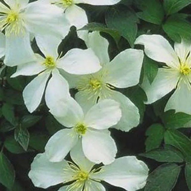 Arborix Berg-Waldrebe Clematis montana Grandiflora, weiß blühende Kletterpflanze im Container, Höhe: 50 bis 60 cm - Bild 1