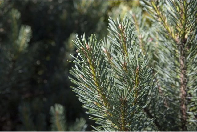 Pinus Sylvestris Watereri Kiefer Kompakt als Zierstrauch und Nadelpflanze in Grün und Blau, Höhe: 60–70 cm - Bild 1