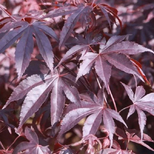 Arborix Fächerahorn Bloodgood Acer palmatum mit dunkelrotem Laub im Container - Bild 1