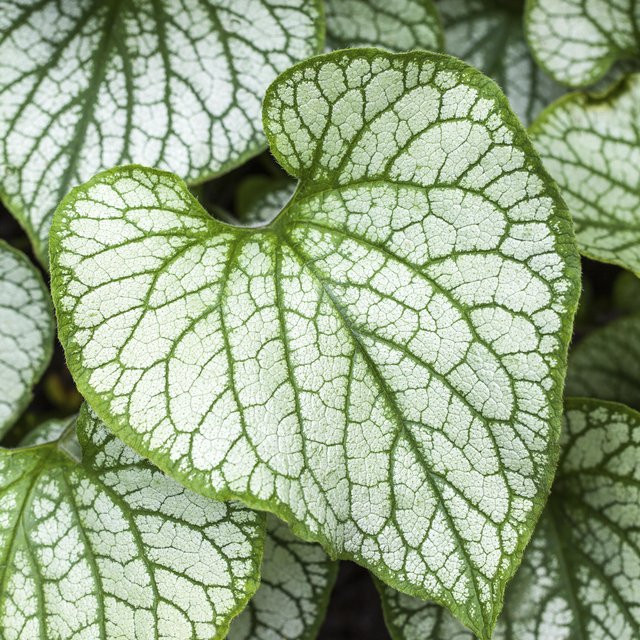 Brunnera macrophylla Kaukasus-Vergissmeinnicht Mega Heart pflegeleichter Bodendecker von BLUME2000 - Bild 1