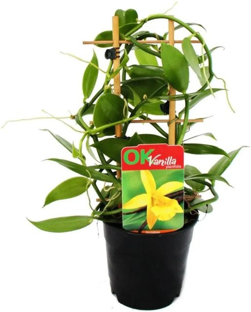 Exotenherz Vanilla Planifolia Kletterorchidee Echte Vanille Pflanze am Spalier im 11cm Topf - Bild 1