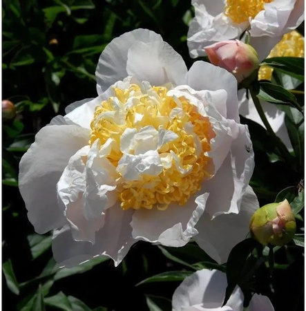 Edelpfingstrose Moon of Nippon Paeonia actiflora als mehrjährige Gartenpflanze