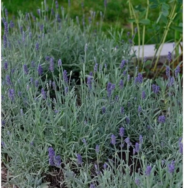 Echter Lavendel Richard Gray Lavandula angustifolia lila Staudenpflanze von Nr-01.de - Bild 1