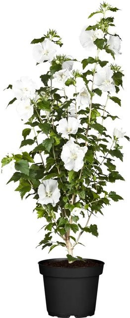 OBI Roseneibisch Hibiscus syriacus Weiß, Höhe: 30 - 40 cm - Bild 1