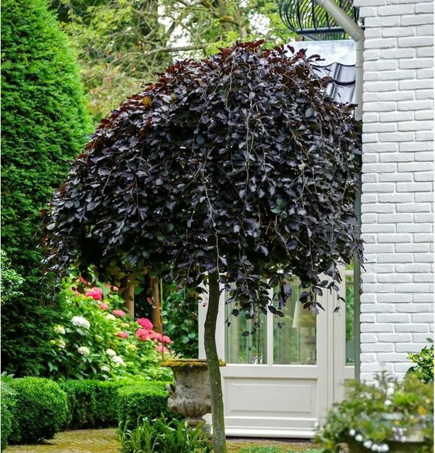 Hochstamm Säulen Blutbuche Black Swan Fagus sylvatica in Rot und Schwarz, Höhe: 80-100 cm - Bild 1